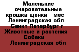 Маленькие очаровательные крошки-щенки 3 мес. - Ленинградская обл., Санкт-Петербург г. Животные и растения » Собаки   . Ленинградская обл.